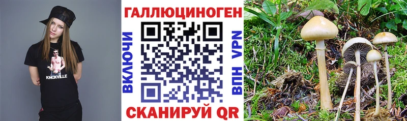 закладки  Киреевск  Псилоцибиновые грибы MAGIC MUSHROOMS 